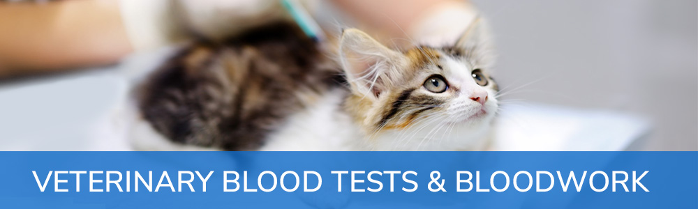 Veterinary Blood Tests & Bloodwork